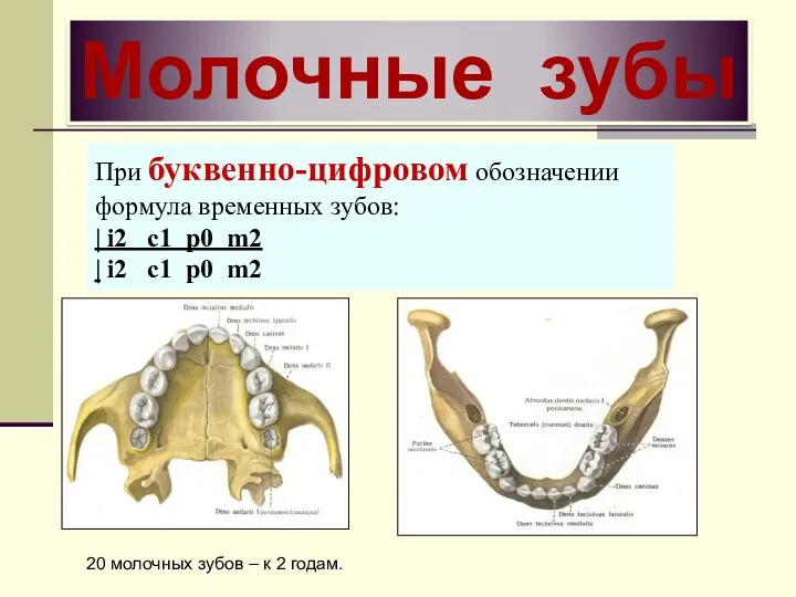 Молочные зубы При буквенно-цифровом обозначении формула временных зубов: | i2 c1