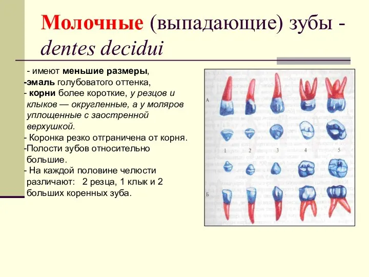 Молочные (выпадающие) зубы - dentes decidui - имеют меньшие размеры, эмаль