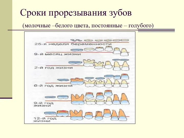 Сроки прорезывания зубов (молочные –белого цвета, постоянные – голубого)