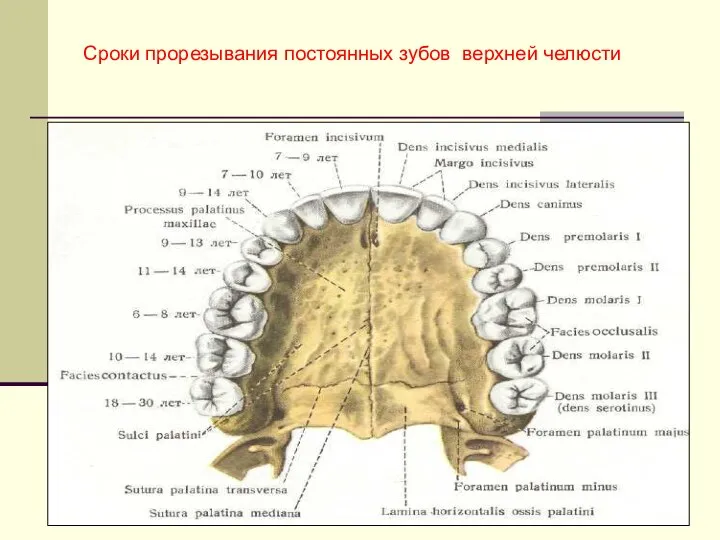 Сроки прорезывания постоянных зубов верхней челюсти