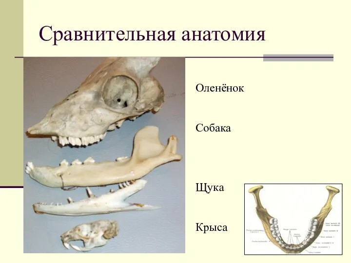 Сравнительная анатомия Оленёнок Собака Щука Крыса