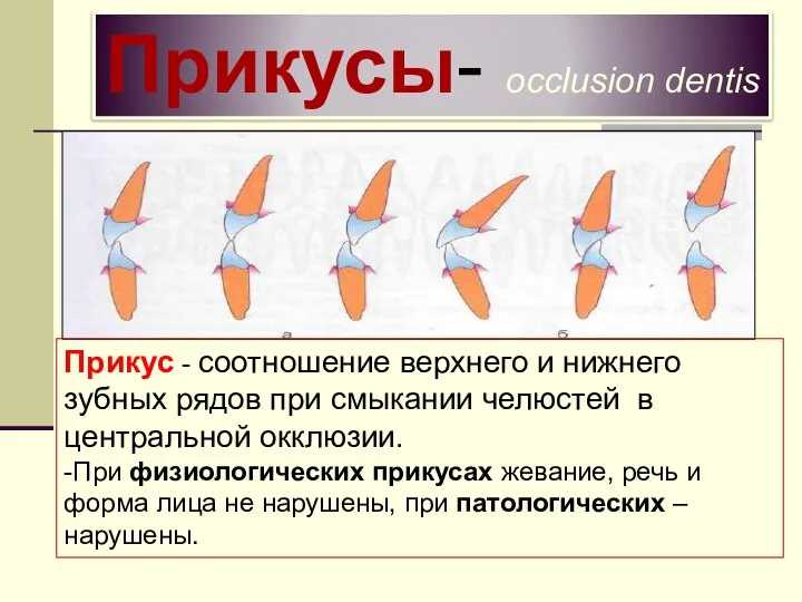 Прикусы- occlusion dentis Прикус - соотношение верхнего и нижнего зубных рядов