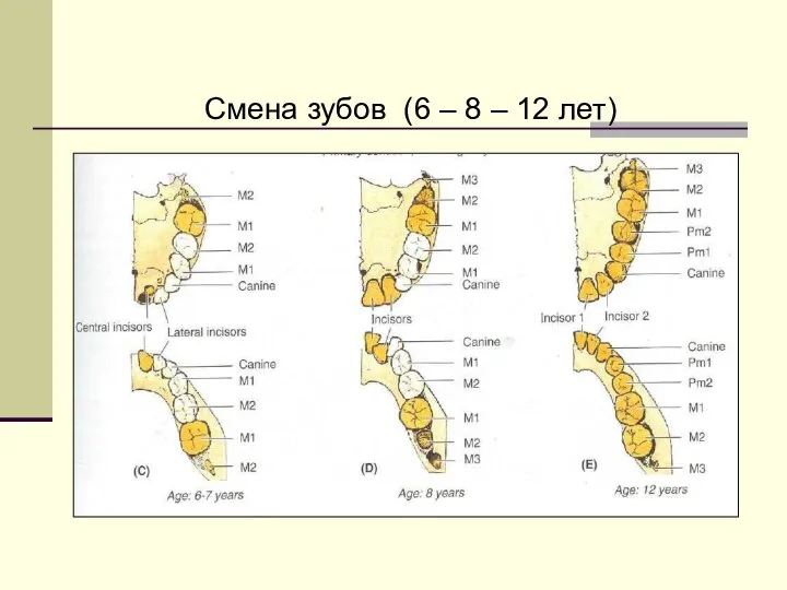 Смена зубов (6 – 8 – 12 лет)