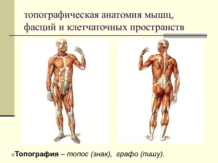 топографическая анатомия мышц, фасций и клетчаточных пространств Топография – топос (знак), графо (пишу).