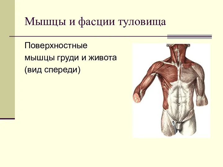 Поверхностные мышцы груди и живота (вид спереди) Мышцы и фасции туловища