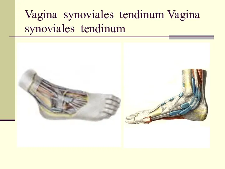 Vagina synoviales tendinum Vagina synoviales tendinum