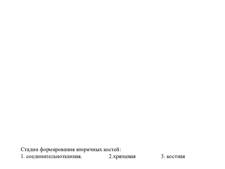 Стадии формирования вторичных костей: 1. соединительнотканная. 2.хрящевая 3. костная