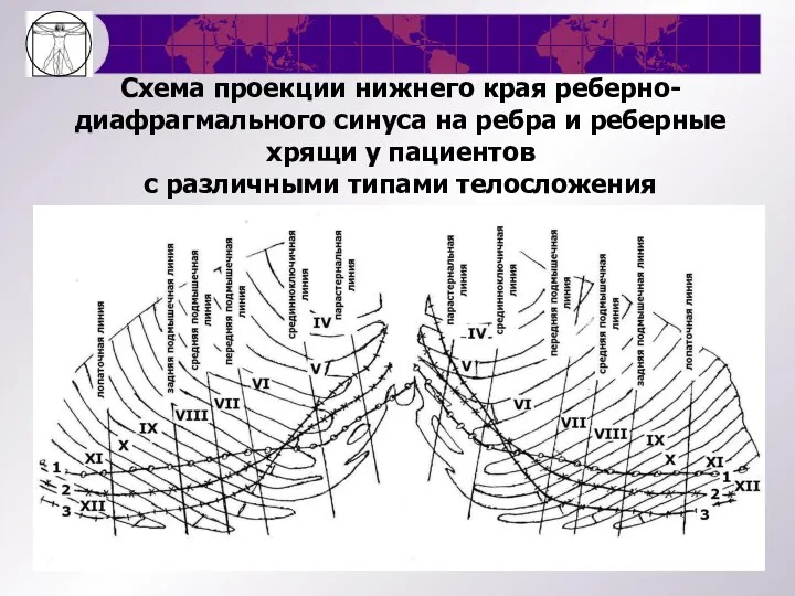 Схема проекции нижнего края реберно-диафрагмального синуса на ребра и реберные хрящи