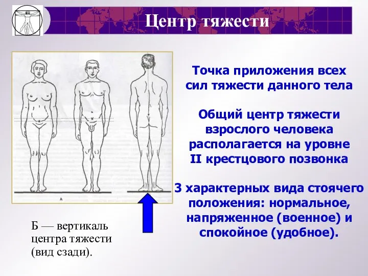 Центр тяжести Б — вертикаль центра тяжести (вид сзади). Точка приложения