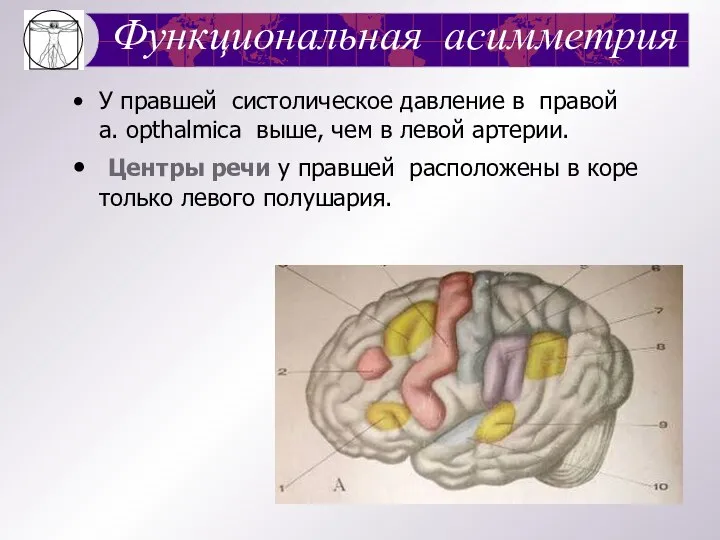 Функциональная асимметрия У правшей систолическое давление в правой a. opthalmica выше,