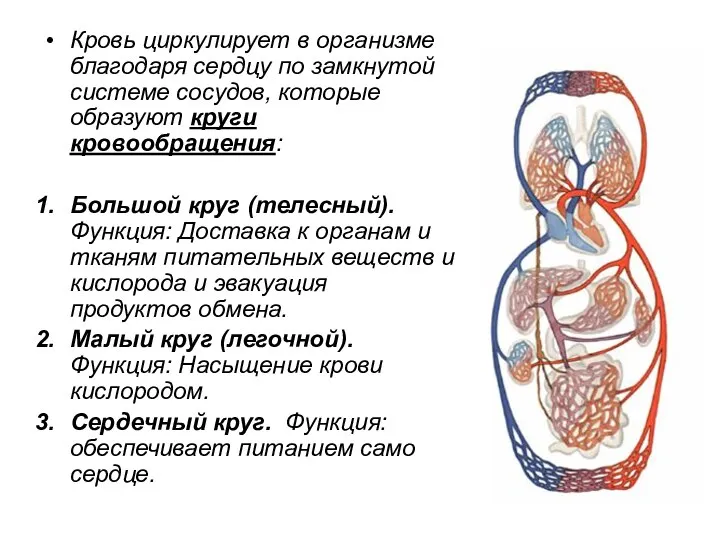 Кровь циркулирует в организме благодаря сердцу по замкнутой системе сосудов, которые