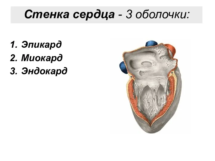 Стенка сердца - 3 оболочки: Эпикард Миокард Эндокард