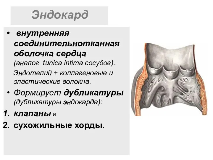 Эндокард внутренняя соединительнотканная оболочка сердца (аналог tunica intima сосудов). Эндотелий +