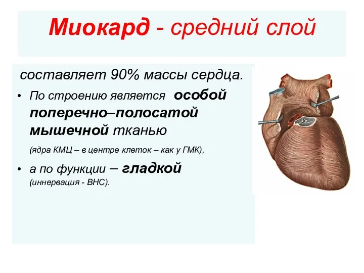 Миокард - средний слой составляет 90% массы сердца. По строению является