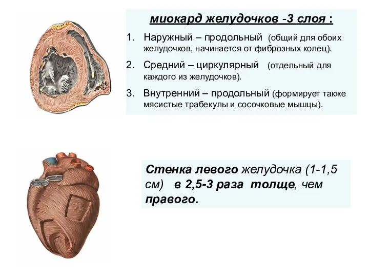 Стенка левого желудочка (1-1,5 см) в 2,5-3 раза толще, чем правого.