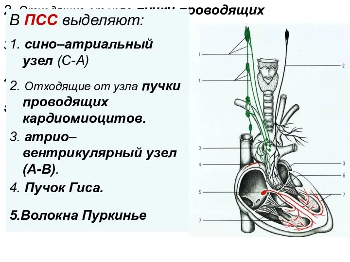 В ПСС выделяют: 1. сино–атриальный узел (С-А) 2. Отходящие от узла