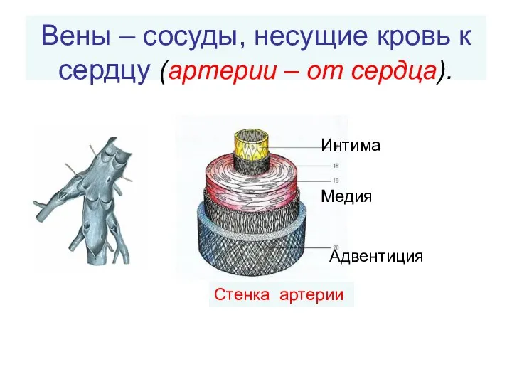 Вены – сосуды, несущие кровь к сердцу (артерии – от сердца). Адвентиция Интима Медия Стенка артерии