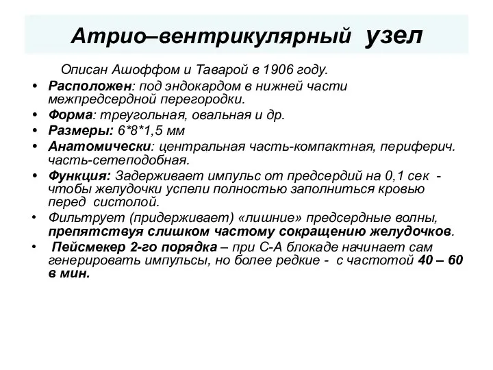 Атрио–вентрикулярный узел Описан Ашоффом и Таварой в 1906 году. Расположен: под