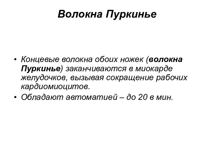 Волокна Пуркинье Концевые волокна обоих ножек (волокна Пуркинье) заканчиваются в миокарде