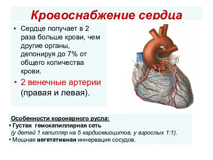 Кровоснабжение сердца Сердце получает в 2 раза больше крови, чем другие