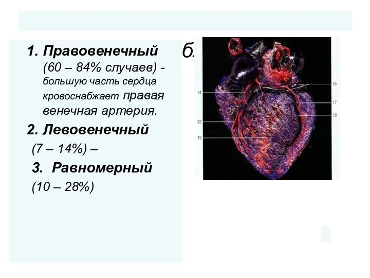 Типы кровоснабжения сердца: Правовенечный (60 – 84% случаев) -большую часть сердца