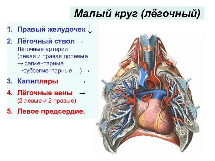 Малый круг (лёгочный) Правый желудочек ↓ Лёгочный ствол → Лёгочные артерии