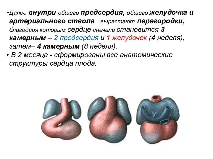 Далее внутри общего предсердия, общего желудочка и артериального ствола вырастают перегородки,
