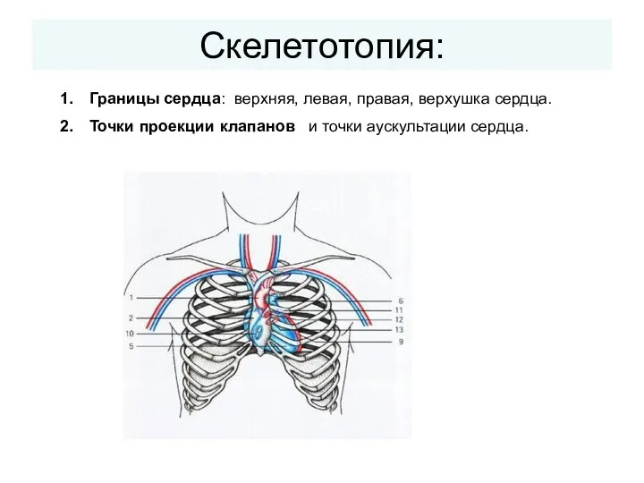 Скелетотопия: Границы сердца: верхняя, левая, правая, верхушка сердца. Точки проекции клапанов и точки аускультации сердца.