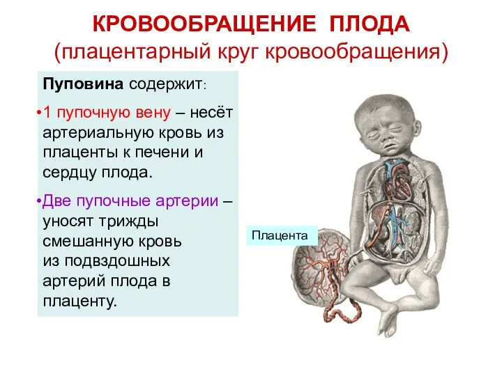 КРОВООБРАЩЕНИЕ ПЛОДА (плацентарный круг кровообращения) Плацента Пуповина содержит: 1 пупочную вену