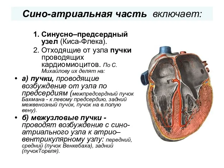 Сино-атриальная часть включает: Синусно–предсердный узел (Киса-Флека). Отходящие от узла пучки проводящих