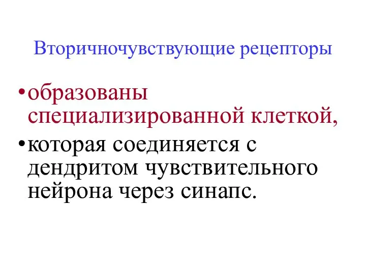 Вторичночувствующие рецепторы образованы специализированной клеткой, которая соединяется с дендритом чувствительного нейрона через синапс.