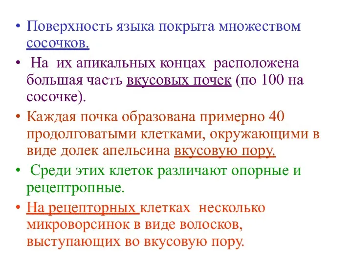 Поверхность языка покрыта множеством сосочков. На их апикальных концах расположена большая