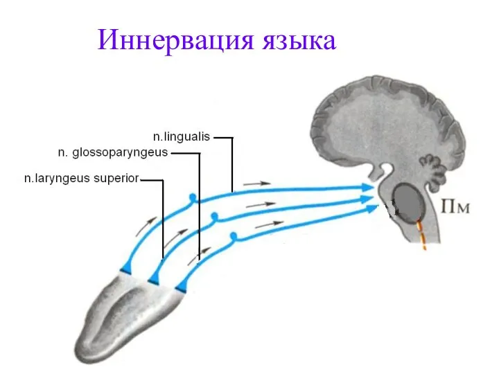 Иннервация языка