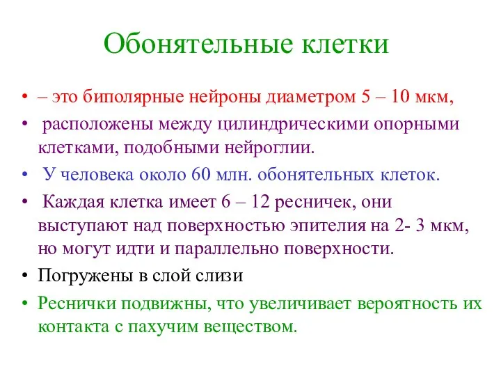 Обонятельные клетки – это биполярные нейроны диаметром 5 – 10 мкм,