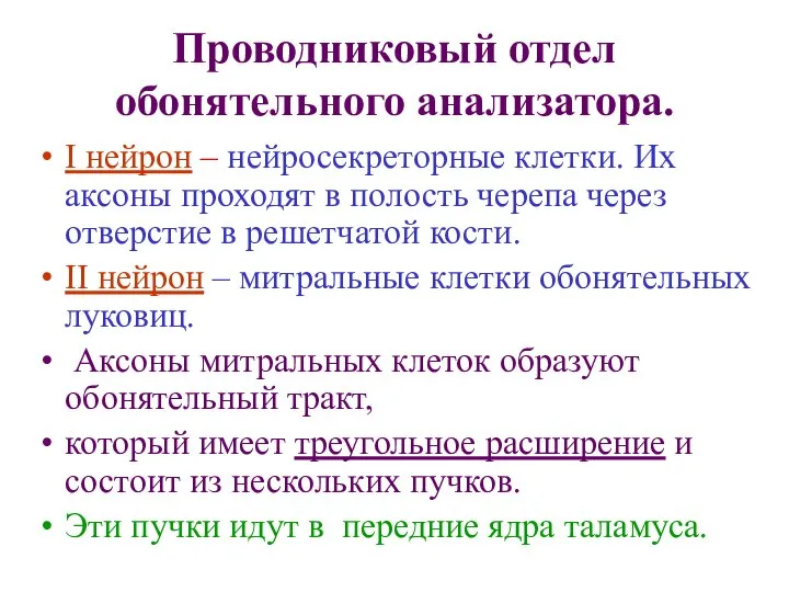 Проводниковый отдел обонятельного анализатора. I нейрон – нейросекреторные клетки. Их аксоны