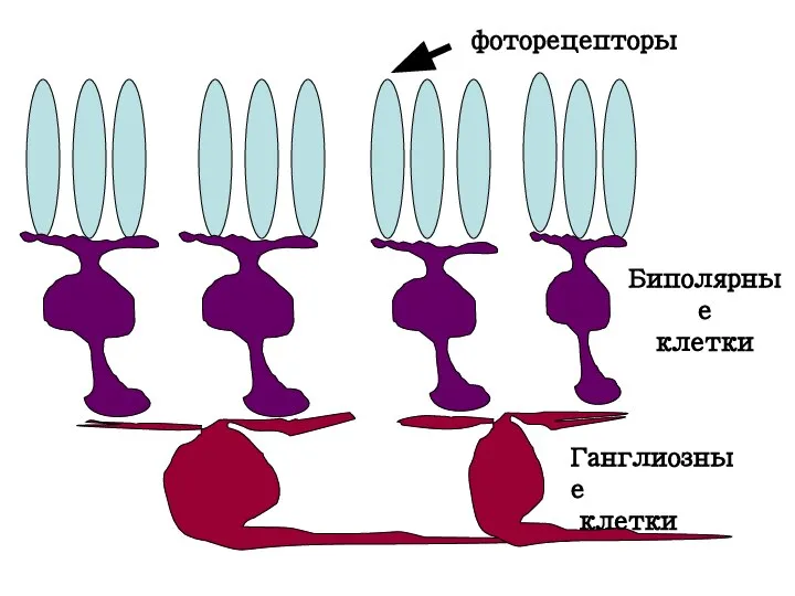 фоторецепторы Биполярные клетки Ганглиозные клетки