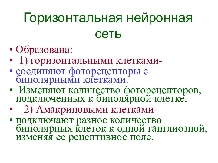 Горизонтальная нейронная сеть Образована: 1) горизонтальными клетками- соединяют фоторецепторы с биполярными