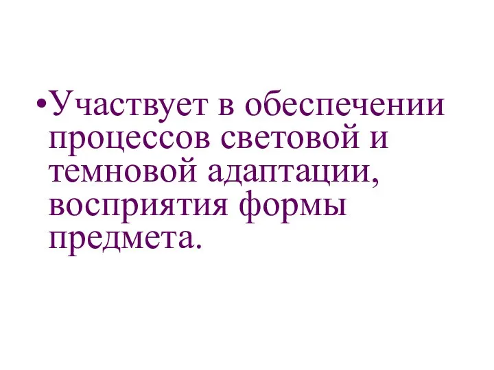 Участвует в обеспечении процессов световой и темновой адаптации, восприятия формы предмета.