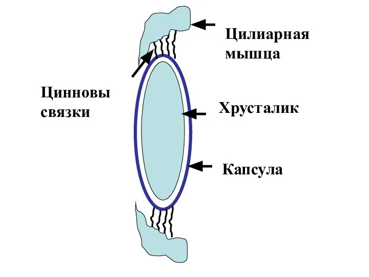 Цилиарная мышца Цинновы связки Хрусталик Капсула