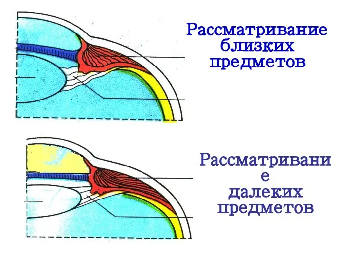 Рассматривание близких предметов Рассматривание далеких предметов