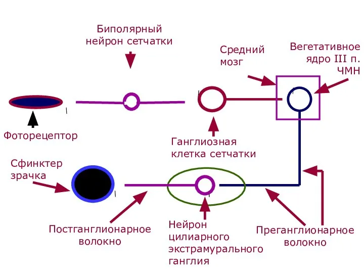 Фоторецептор Биполярный нейрон сетчатки Ганглиозная клетка сетчатки Средний мозг Вегетативное ядро