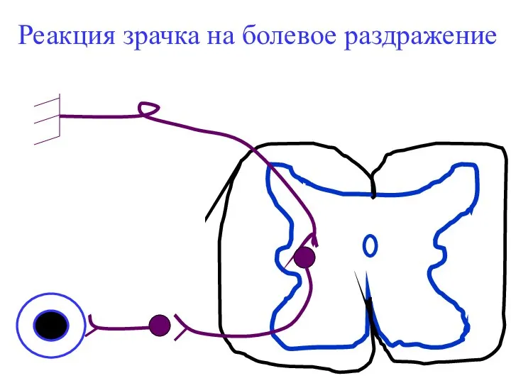 Реакция зрачка на болевое раздражение