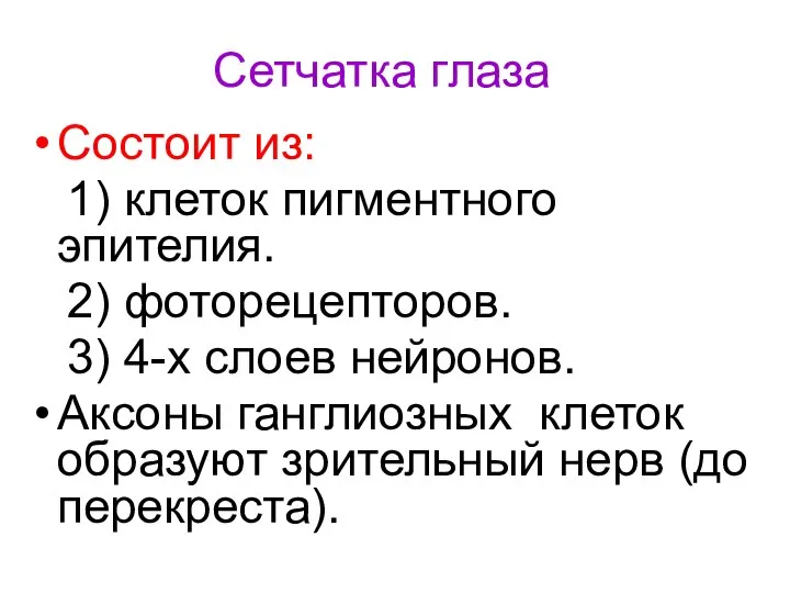 Сетчатка глаза Состоит из: 1) клеток пигментного эпителия. 2) фоторецепторов. 3)