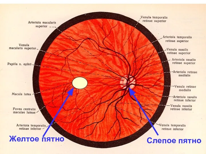 Слепое пятно Желтое пятно