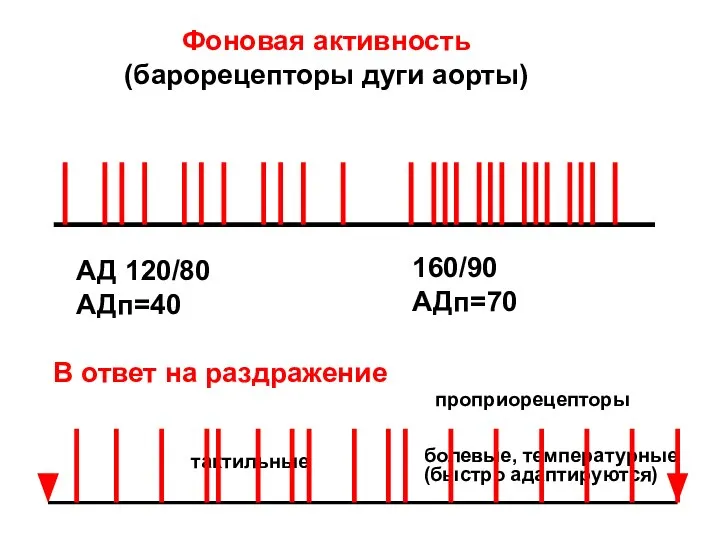Фоновая активность (барорецепторы дуги аорты) АД 120/80 АДп=40 160/90 АДп=70 В