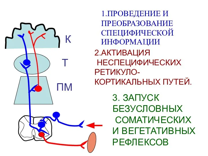 1.ПРОВЕДЕНИЕ И ПРЕОБРАЗОВАНИЕ СПЕЦИФИЧЕСКОЙ ИНФОРМАЦИИ 2.АКТИВАЦИЯ НЕСПЕЦИФИЧЕСКИХ РЕТИКУЛО- КОРТИКАЛЬНЫХ ПУТЕЙ. 3.