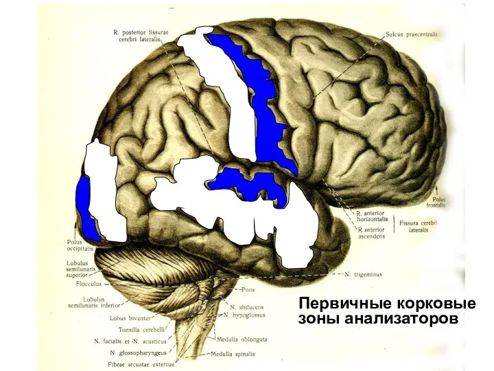 Первичные корковые зоны анализаторов