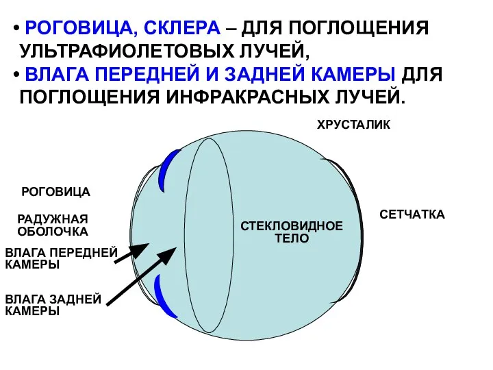 РОГОВИЦА, СКЛЕРА – ДЛЯ ПОГЛОЩЕНИЯ УЛЬТРАФИОЛЕТОВЫХ ЛУЧЕЙ, ВЛАГА ПЕРЕДНЕЙ И ЗАДНЕЙ