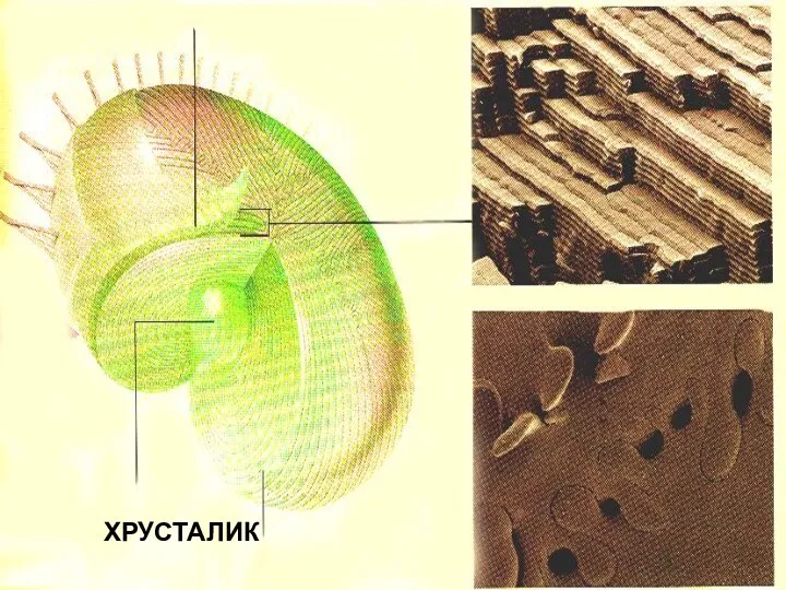 ХРУСТАЛИК