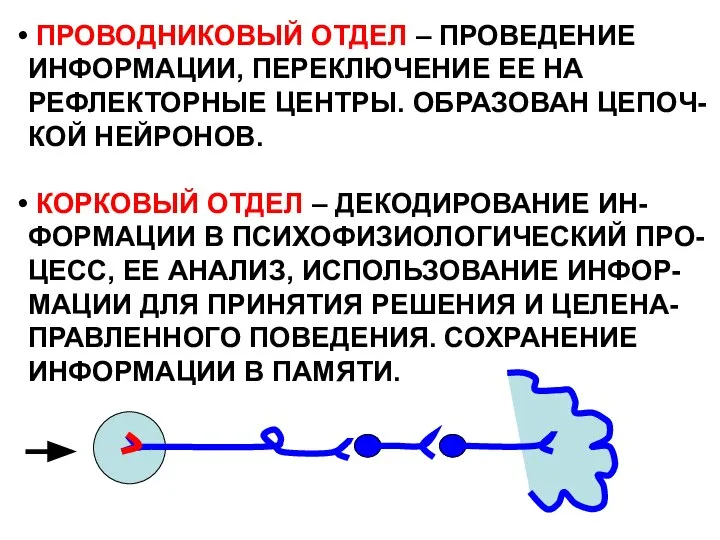 ПРОВОДНИКОВЫЙ ОТДЕЛ – ПРОВЕДЕНИЕ ИНФОРМАЦИИ, ПЕРЕКЛЮЧЕНИЕ ЕЕ НА РЕФЛЕКТОРНЫЕ ЦЕНТРЫ. ОБРАЗОВАН